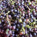 머루와 다래 이미지