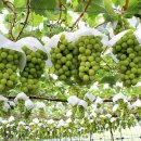 포도밭1길 이미지