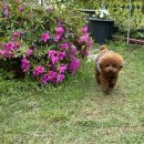 포동운동장 | 함안 애견동반 포동 멍래블로 강아지 운동장 대여해 본 후기