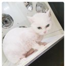 그루밍 나나 이미지