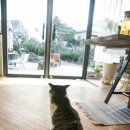 행복한고양이 이미지