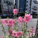엘피타운 이미지
