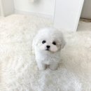 오독안심분양센터 강아지분양 고양이분양 시흥점 이미지