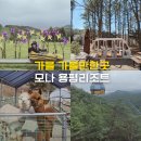 알파카프라자 | 가을 가볼만한곳 액티비티 가득! 모나 용평리조트