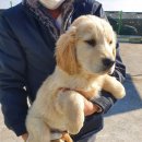 휴먼앤독 이미지