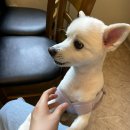 해주가든 | 고창 장어맛집, 애견동반 가능한 해주가든 탱글한 장어가 일품인곳