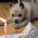 댕케이크 이미지