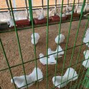 강릉아기동물농장 이미지