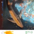 싱싱한마켓 네이버블로그