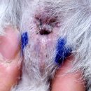 진석범동물병원 이미지