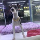 멍멍클럽 이미지