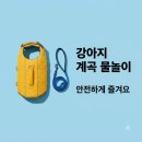괴산동물병원 | 강아지 계곡 물놀이, 실패 없이 즐기는 핵심 가이드 (2026년 최신 정보)