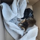 화목종합동물병원 이미지