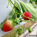 귀중농장 이미지