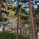 금강송민박 이미지