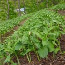 산골농장 이미지