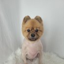 모모애견미용실 이미지