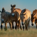 gc-camera-049 이미지