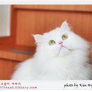 페르시안 이미지