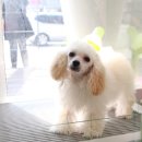 유로애견샵 이미지