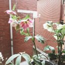 제이;나 플랜트 이미지