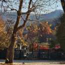 코끼리핫도그 | 서울대공원 서울랜드 오후4시 입장 리프트 코끼리열차 솔직 후기 :)