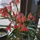 피고지고 이미지