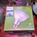 필립스(장미) 이미지