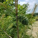 남진만농장 이미지