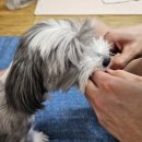 멍멍쩝쩝 이미지