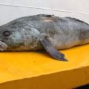 메로 이미지