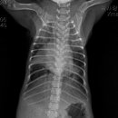 늘사랑 양한방 동물병원 이미지