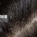 모나두피