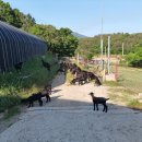 향림동산(흑염소농장) 이미지