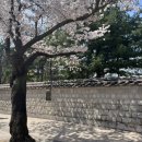 영천동 힐링마을 경로당 | 경주 오릉 카페 추천 디저트시네마 크루아상 🥐시나몬롤 맛집 오픈런 웨이팅 후기