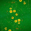 봉의초등학교 이미지