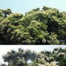 정안면사무소4 이미지