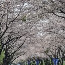 부산 금련산, 황령산 벚꽃길 이미지