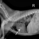 동물병원알루 이미지