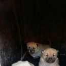 풍산농장 이미지