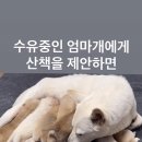 산책가까 이미지