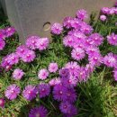 영미민박 이미지