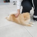 중앙하이츠 스포츠센터 | [김해 율하] 사람도 같이 먹을 수 있는 반려동물 수제간식점 &#34;배빵빵&#34;