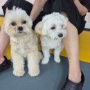 mm애견공방 | MM애견공방 이사 전 마지막 방문 후기 믿고 맡길 수 있는 애견 놀이방과 미용