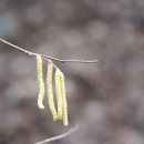 개암나무 Corylus heterophylla Fisch. ex Trautv. 종 이미지