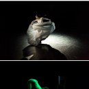 부산국제춤마켓 이미지