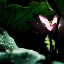 비실연꽃마을 이미지