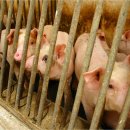 신구가축 이미지