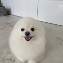 퐁키살롱 이미지