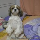 동물농장 이미지